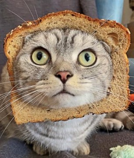 the stupidest sandwich ever